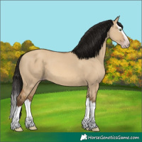 Horse Color:Gray Amber Champagne Dun Splash 