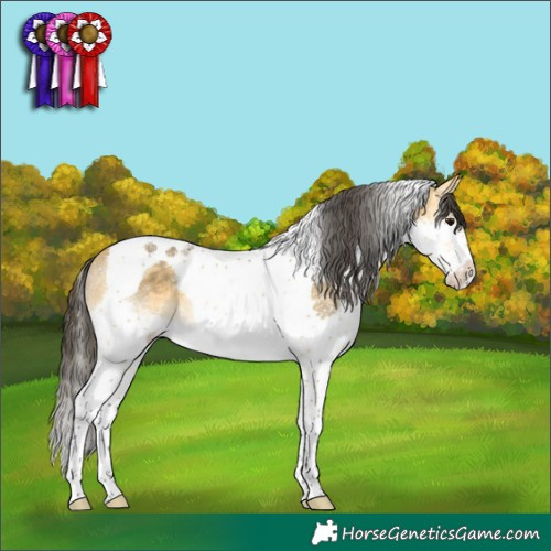 Horse Color:Buckskin Splash Tobiano Rabicano
