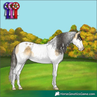 Horse Color:Buckskin Splash Tobiano Rabicano