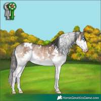 Horse Color:White Spotted Bay Splash Rabicano 