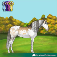 Horse Color:White Spotted Buckskin Splash 