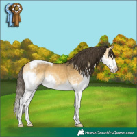 Horse Color:Buckskin Splash Tobiano Rabicano