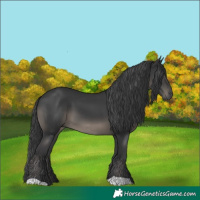 Horse Color:Black 
