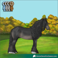 Horse Color:Black 