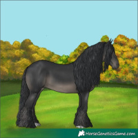 Horse Color:Black 