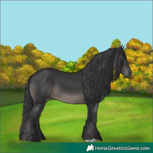 Horse Color:Black 