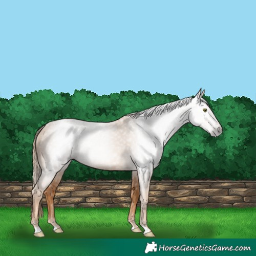 Horse Color:Gray Gold Champagne 