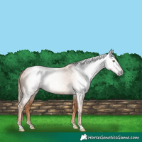 Horse Color:Gray Gold Champagne 