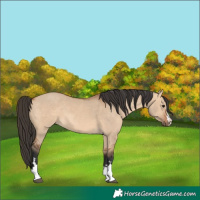 Horse Color:Bay Dun