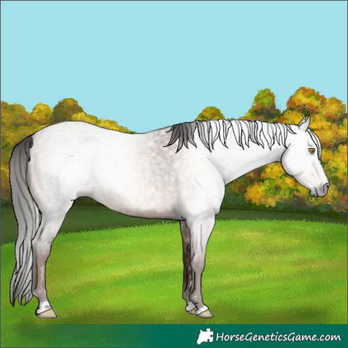 Horse Color:Gray Amber Champagne Roan 