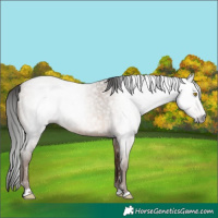 Horse Color:Gray Amber Champagne Roan 