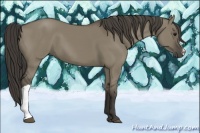 Horse Color:Smoky Grullo
