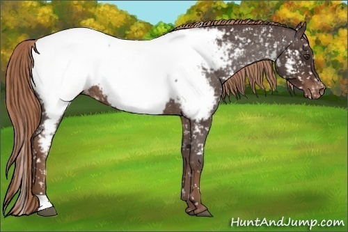 Horse Color:Liver Red Roan Near Fewspot 