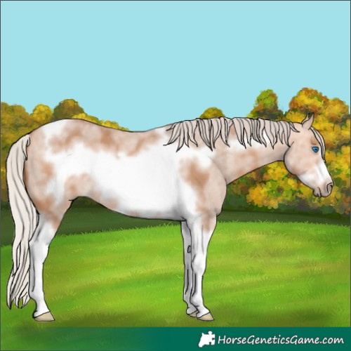 Horse Color:Silver Bay Dun Sabino Tobiano Frame Rabicano 