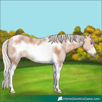 Horse Color:Silver Bay Dun Sabino Tobiano Frame Rabicano 