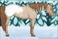 Horse Color:Red Dun Roan Appaloosa 