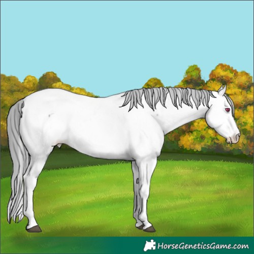 Horse Color:Brown Chinchilla Mushroom Splash Near Fewspot