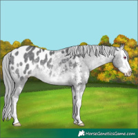 Horse Color:Brown Chinchilla Mushroom Sabino Splash Appaloosa 