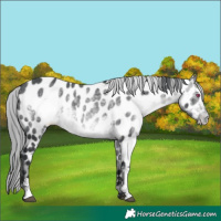 Horse Color:Brown Chinchilla Mushroom Sabino Appaloosa 
