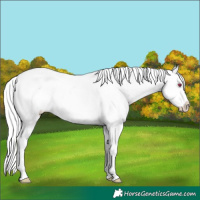 Horse Color:Liver Chestnut Chinchilla Mushroom Sabino Splash Appaloosa 