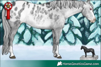 Horse Color:Brown Chinchilla Mushroom Sabino Splash Appaloosa 