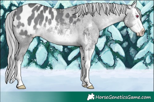 Horse Color:Brown Chinchilla Mushroom Sabino Splash Appaloosa 