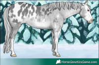 Horse Color:Brown Chinchilla Mushroom Sabino Splash Appaloosa 