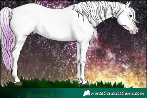 Horse Color:Watercolor Plaid  White Spotted Brown Appaloosa Rabicano 