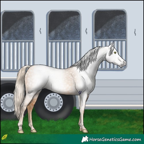 Horse Color:Gray Gold Champagne 
