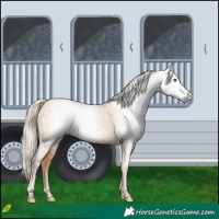 Horse Color:Gray Gold Champagne 