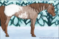 Horse Color:Red Roan Snowcap 
