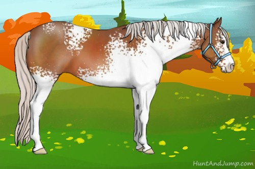 Horse Color:White Spotted Silver Bay Sabino