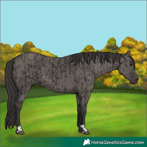 Horse Color:Smoky Black and Smoky Grullo