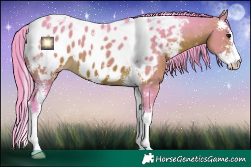 Horse Color:Watercolor Brown Sabino Appaloosa 