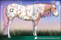 Horse Color:Watercolor Brown Sabino Appaloosa 