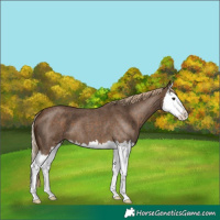 Horse Color:Chocolate Palomino Roan Splash