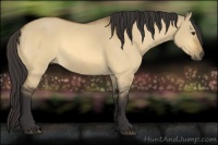 Horse Color:Buckskin Dun 