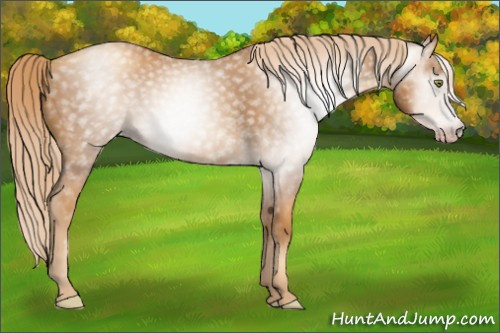 Horse Color:Gray Gold Champagne 