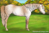 Horse Color:Gray Gold Champagne 