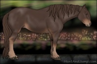 Horse Color:Liver Chestnut 