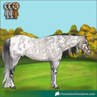 Horse Color:Brown Roan Dun Tobiano Appaloosa