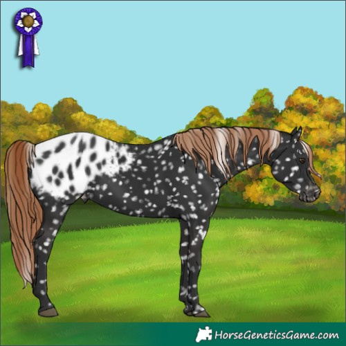 Horse Color:Liver Chestnut Appaloosa