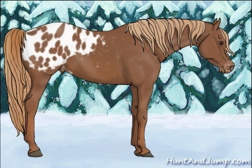 Horse Color:Liver Chestnut Appaloosa