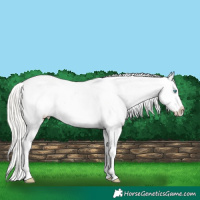 Horse Color:White Spotted Gold Champagne Pearl Mushroom Tobiano Appaloosa