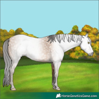 Horse Color:Gray Amber Champagne 