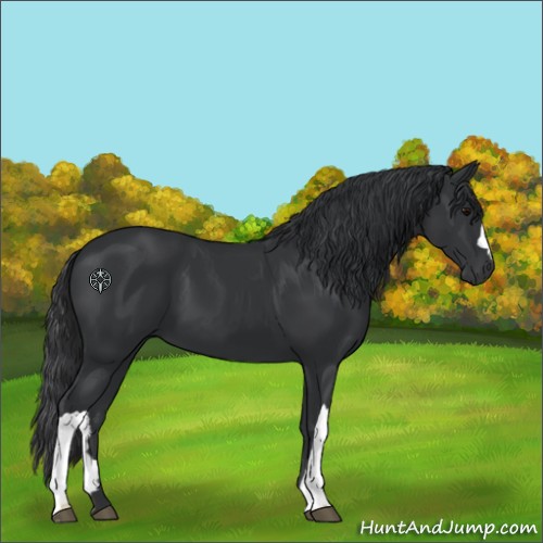 Horse Color:Black 
