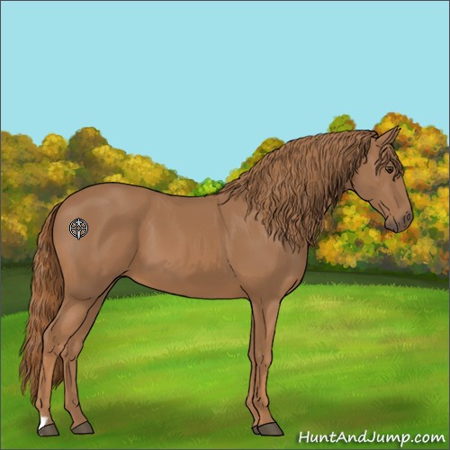 Horse Color:Unknown 