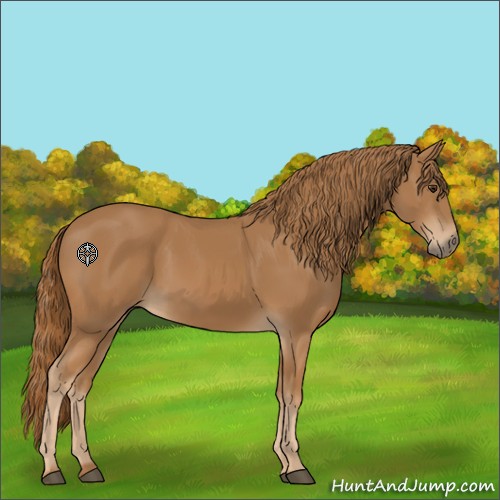 Horse Color:Chestnut 