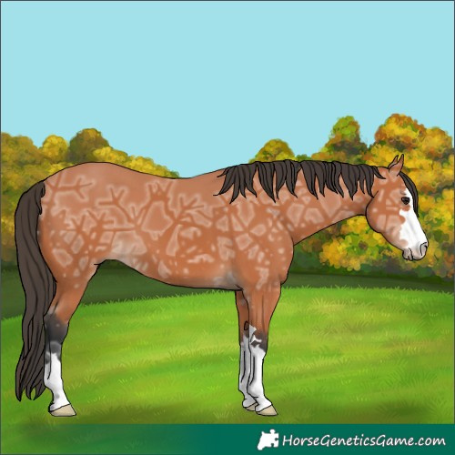 Horse Color:Bay Ice