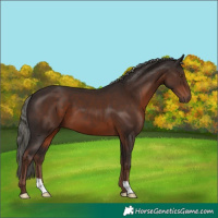 Horse Color:Liver Chestnut Mushroom 